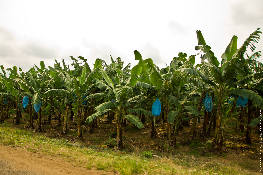 Камерун выращивание бананов