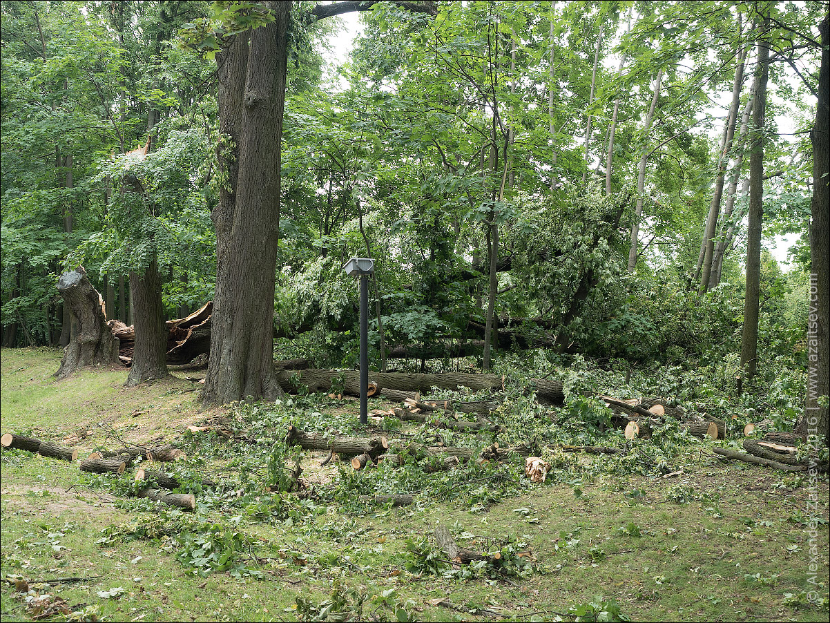 Лошицкий парк после бури