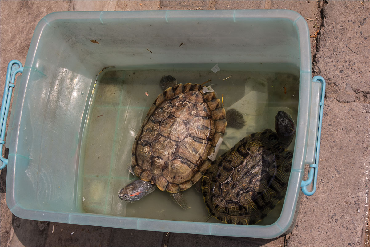 черепахи в пекине